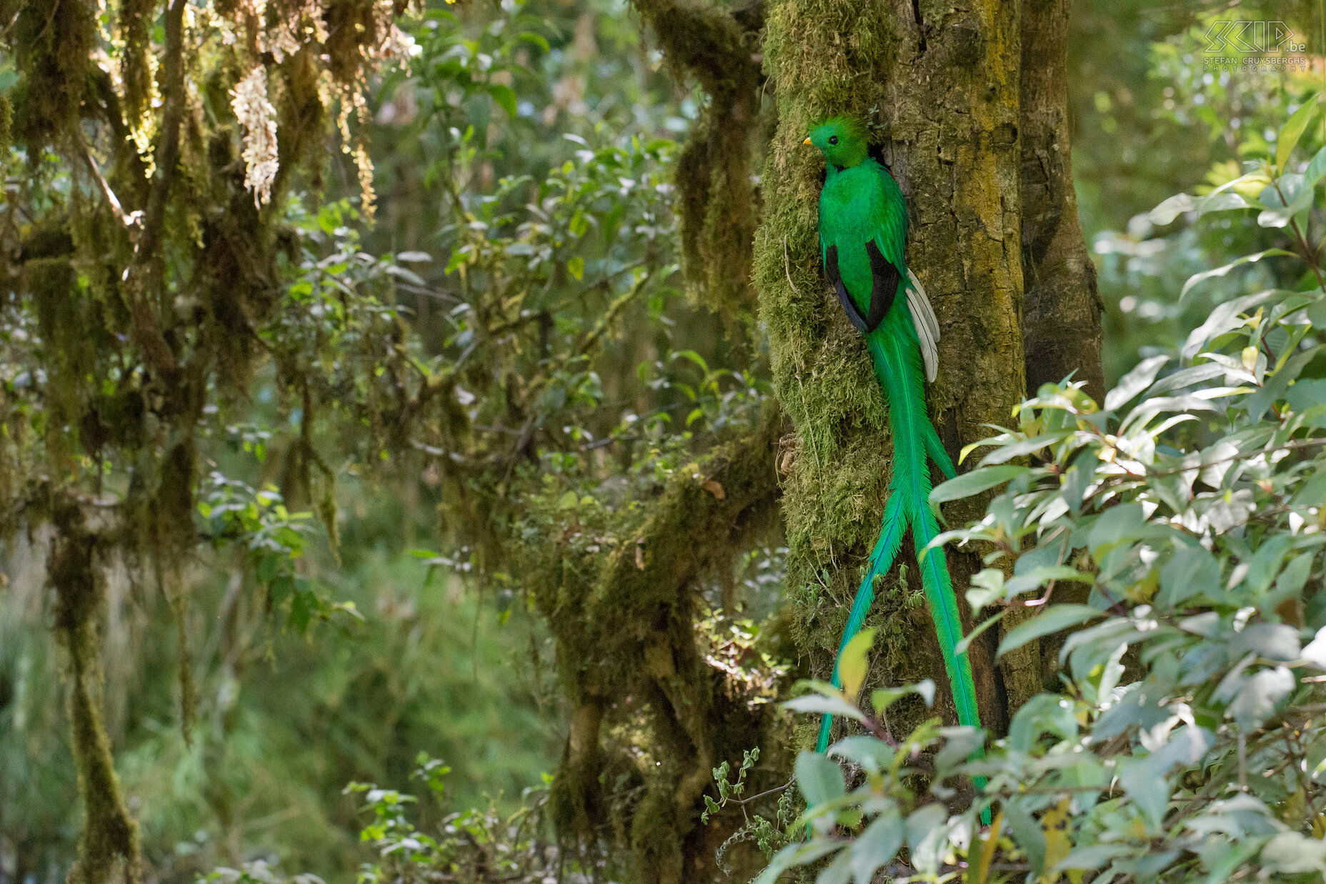 San Gerardo de Dota - Quetzal The breeding season of the quetzal is from March to June. The quetzal often nest in holes that are left by woodpeckers. Both parents take turns at incubating with their long tail feathers folded out of the hole. When the eggs hatch, both parents take care of the young, feeding them fruit, insects, lizards, and small frogs. Stefan Cruysberghs